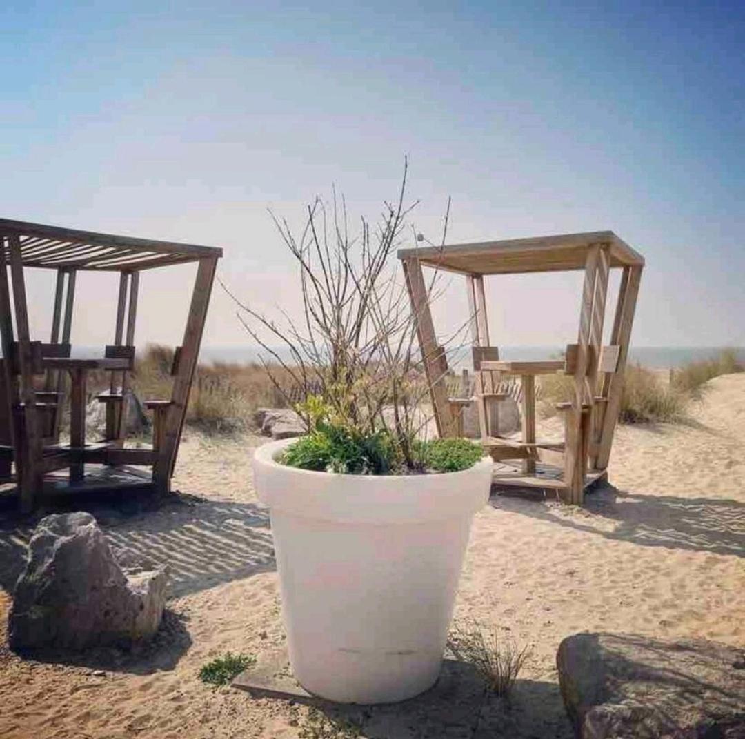 Grand Frond De Sur La Cote D'opale * Camiers