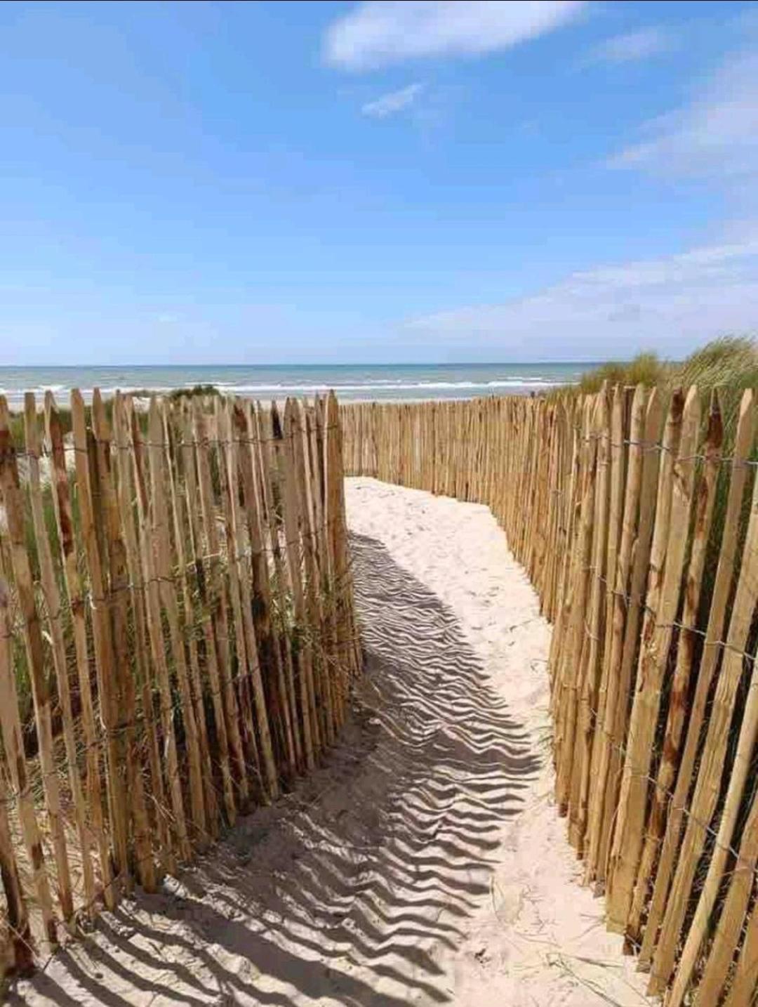 Grand Frond De Sur La Cote D'opale * Camiers