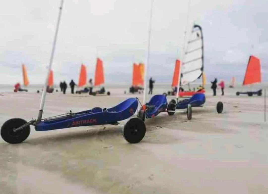 Grand Frond De Sur La Cote D'opale *